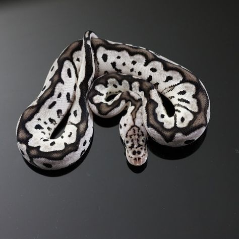 Pastel VPI Axanthic Clown Ball Python by JDW Morphs #morphmarket #ballpython #snake #reptile #reptilekeeper #reptilebreeder #ballpythonmorph #morph #python #ballpythonbreeder #prettysnake #snakesarecool #ballsofIG Ball Snake Python, Snake Colors, Morph Ball Pythons, King Snakes, Rare Ball Python Morphs, Snake Morphs, California King Snake, Grey Piebald Ball Python, Snake Morphs Ball Python