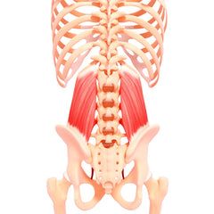 QL Muscle - Make Or Break Your Lower Back Lower Back Stiffness, Ql Muscle, Trigger Point Release, Single Leg Bridge, Trigger Point Massage, Lower Back Muscles, Trigger Point Therapy, Trigger Point, Muscle Pain Relief