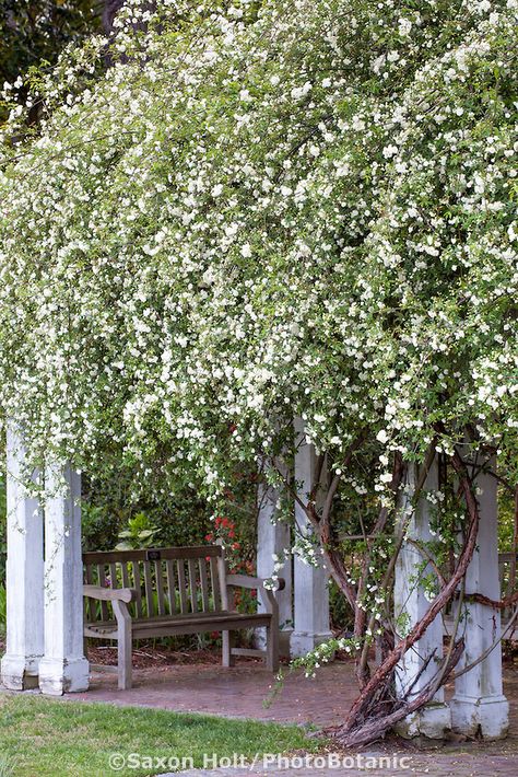 Pergola With Bench, White Climbing Roses, Lady Banks Rose, Norfolk Botanical Garden, Wisteria Pergola, Garden Library, Rose Garden Design, Pergola Lighting, Backyard Pergola