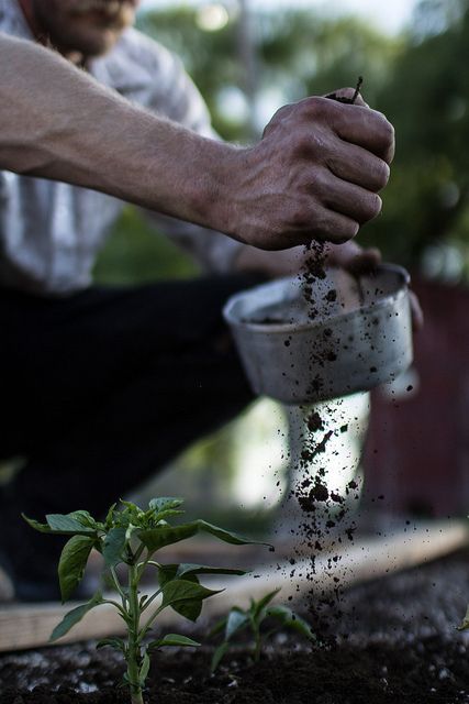 {homestead} Veggies Garden, Gardening Photography, Garden Photography, Planting Vegetables, Organic Farming, Kitchen Garden, Gardening For Beginners, Blue Mountain, Permaculture