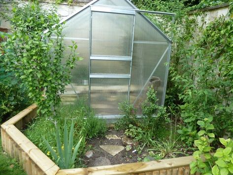 Outdoor enclosure for pancake tortoises | Tortoise Forum Greenhouse Tortoise Enclosure, Tortoise Greenhouse, Pancake Tortoise, Outdoor Tortoise Enclosure, Outdoor Enclosure, Turtle Stuff, Tortoise House, Tortoise Enclosure, Tortoise Care