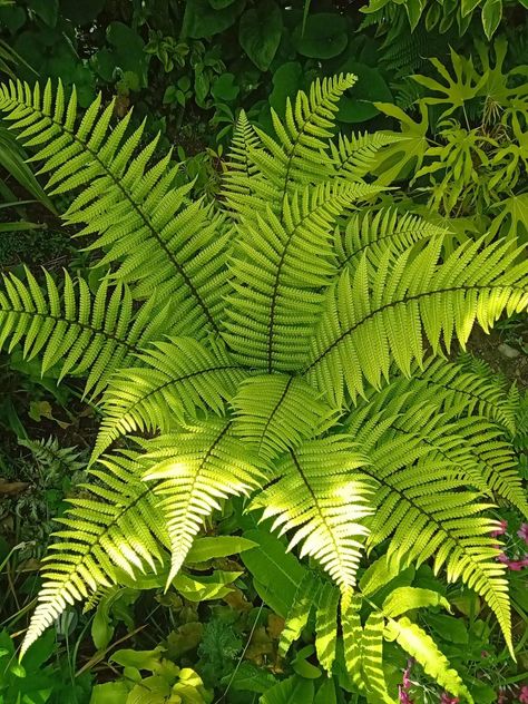 Dryopteris Wallichiania Garden Plan, Woodland Garden, Rock Pools, Garden Planning, Plants