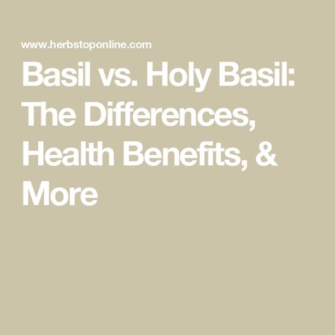 Basil vs. Holy Basil: The Differences, Health Benefits, & More Holy Basil Benefits Health, Basil Benefits, Holy Basil Benefits, Honeybush Tea, Essential Oils Kit, Gourmet Salt, Healthy Teas, Sweet Basil, Body Lotion Cream