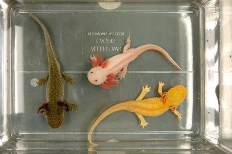 Color variations--wild, leucistic, golden albino Axolotl Images, Axolotl Care, Animal Farming, Axolotl Tank, Pokemon In Real Life, Science Posters, Axolotl Cute, Aquatic Pets, Tattoo Nature