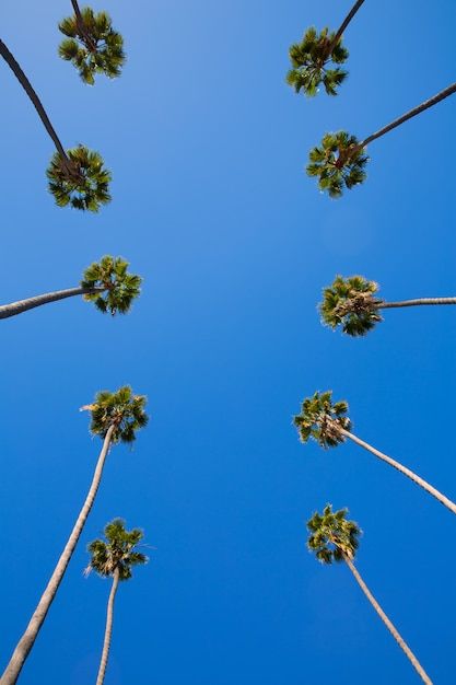 Los Angeles Palm Trees, Los Angeles Sunset, Los Angeles Skyline, Downtown Los Angeles, Premium Photo, Palm Trees, The Row, Adobe Illustrator, Photo Image