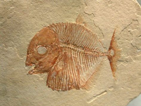 Bottom feeding Fossil Fish -- Gyronchus, Order Pycnodotiformes, Family Pycnodontidae.  Cenomanian Stage (93-97 m.y.a.), Fossil Art, Ancient Fish, Jurassic Period, Fish Skeleton, Fossil Watches For Men, Fossil Bones, Rocks And Fossils, Fish Fossil, Baby Fish