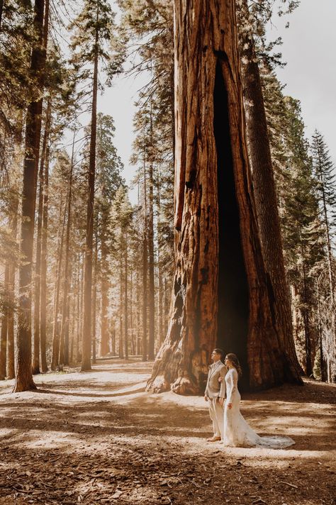 Bride and groom in wedding clothes standing in ray of sun between sequoia trees Sequoia National Park Photography, Best Places To Elope, Authentic Love, Yosemite Elopement, Places To Elope, National Parks Photography, Love Magazine, Large Wedding, National Park Photos