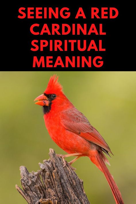 Red Cardinal Meaning, Cardinal Birds Meaning, Birds Meaning, Cardinal Meaning, Dream Interpretation Symbols, Saltine Cracker Candy, Bird Meaning, Santa Quotes, Cardinal Birds Art