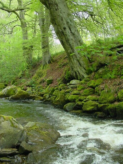 The Birks O Aberfeldy, Scotland - Photograph at BetterPhoto.com Aberfeldy Scotland, Hell Lila, Empty House, Wild Thyme, Robert Burns, River Bank, Green Water, Green Wood, Fast Moving