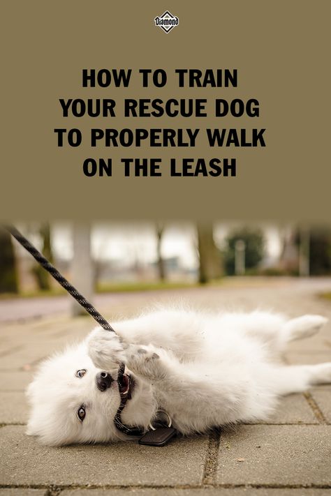 Teach Dog To Walk On Leash, How To Leash Train A Dog, Rescue Dog Training Tips, Leash Training A Dog, Puppy Obedience Training, Dog Commands, Dog Behavior Training, Reactive Dog, Hidden Potential