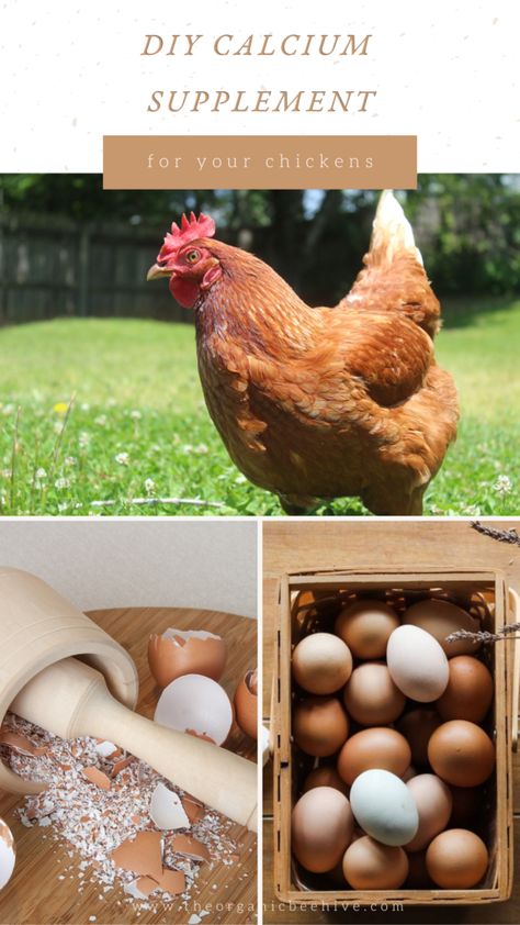 How To Prepare Eggshells For Chickens To Eat Eggshells For Chickens, Feeding Chickens Egg Shells, Homestead Animals, Chicken Diet, Chicken Coop Run, Chicken Eating, Egg Production, Chicken Feed, Food Out