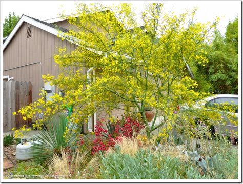 Succulents and More: Palo verde messiness update Plant Palette, Desert Gardens, Mid Century Modern Exterior, Silver Plant, Residential Landscape, Pocket Park, Drought Tolerant Landscape, Front Yard Design, Agave Plant