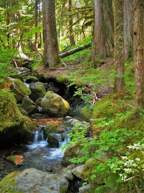 Forest Biome, Forest Creek, Mossy Forest, Mountain Scenes, Forest Resort, Background References, Mysterious Forest, Mt Rainier National Park, Inspiring Places