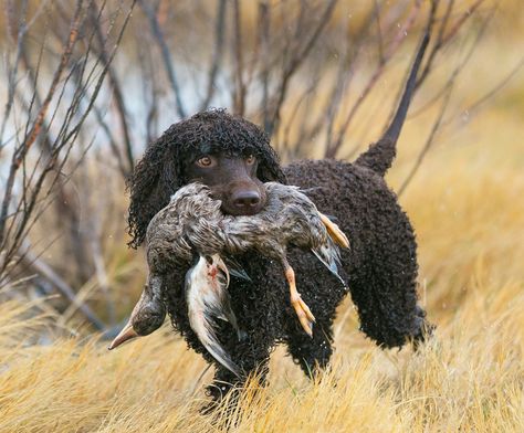 Moss (CH Whistle Stop's Mischievous Thought CDX BN GN RAE JH CGCA CGCU) Loved by Martha Jordan - Photo by Jeremy Kezer - Irish Water Spaniel - IWSCA Water Spaniel, Irish Water Spaniel, Group 8, Jordan Photos, Disabled Dog, All Breeds Of Dogs, Animal References, Virtual Pet, Bird Dogs