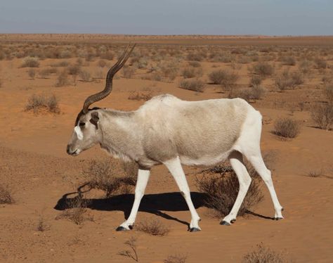 Addax | Addax, Dhoumes National Park, Tunisia (reintroduced) Addax Antelope, Diurnal Animals, African Antelope, Sahara Desert, Rare Animals, Desert Plants, Animal Facts, Jolie Photo, Sea World