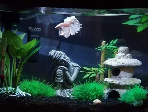 Black Fish Tank Ideas, Aesthetic Betta Fish Tank, Betta Fish Tank Ideas Aesthetic, Beta Fish Tank Ideas Aesthetic, Black Fish Tank, Beta Tank, Cool Fish Tank Decorations, Fish Tank Ideas, Fish Aquarium Decorations