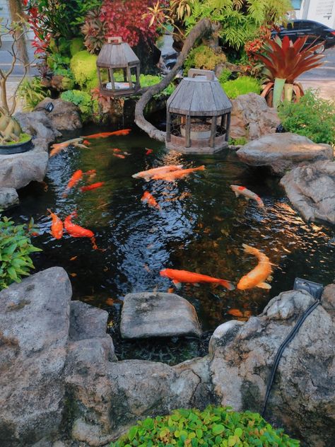 Animals animais lagoa lago Nature natureza peixes fish Tortoise Pond, Ponds Ideas, Fish Pool, Pretty Furniture, Garden Pond Design, Pond Fountains, Backyard Water Feature, Koi Fish Pond, Pond Design