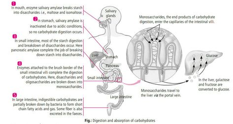 Digestion and absorption of carbohydrates Digestion Of Carbohydrates, Carbohydrate Digestion, Equity Vs Equality, Anatomy Notes, Digestion And Absorption, Oregano Oil Benefits, Biochemistry Notes, Concept Maps, Nurse Study