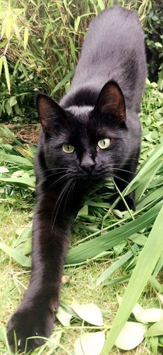 Untitled Black Cat With Green Eyes, Black Cat Breeds, Cat With Green Eyes, Söt Katt, A Black Cat, Cute Black Cats, White Cats, Domestic Cat, Cute Cats And Kittens