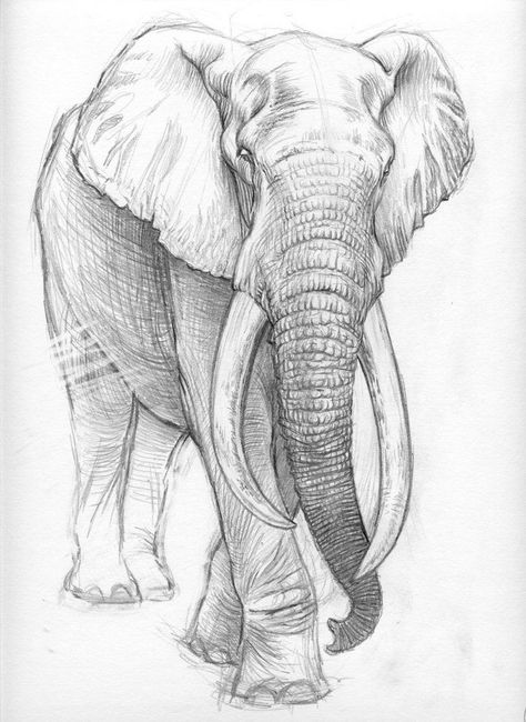 Sketches Of Elephants, African Animal Drawings, Animal Drawings Sketches Pencil, Sketches Elephant, Elephant Sketches, Animal Sketching, Elephant Sketch, Beginner Sketches, Elephant Drawing