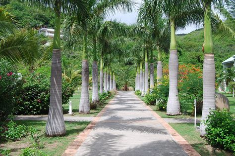 Royal Palm Tree | Home ROYAL PALM TREE - ROYSTONEA REGIA Cuban Royal Palm Tree, Palm Plants, Delonix Regia, Palm Trees Landscaping, Backyard Seating Area, Fence Landscaping, Farm Design, Unique Trees, Garden Landscape Design