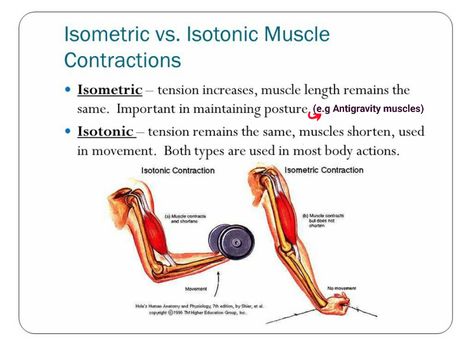 Isometric vs Isotonic muscle contraction... Muscle Contraction Notes, Isotonic Hypotonic Hypertonic, Patent Ductus Arteriosus, Nurse Study, Ulnar Nerve, Anatomy Bones, Nurse Study Notes, Body Action, Yoga Anatomy