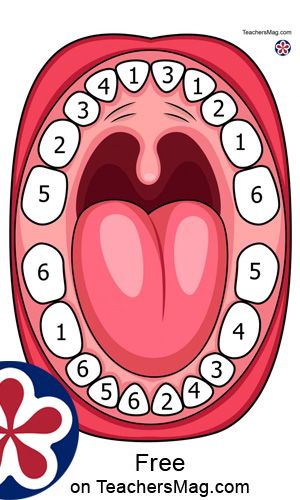 Teeth Roll and Cover Game  This teeth-covering game involves rolling a die and covering the teeth with Play-Doh or glued-on marshmallows until all the numbers upon the printable’s teeth have been rolled multiple times. Tooth Preschool Activities, Tooth Craft, Dental Health Preschool Activities, Teeth Printable, Tooth Preschool, Dental Health Preschool Crafts, Dental Health Crafts, Teeth Games, Health Printables