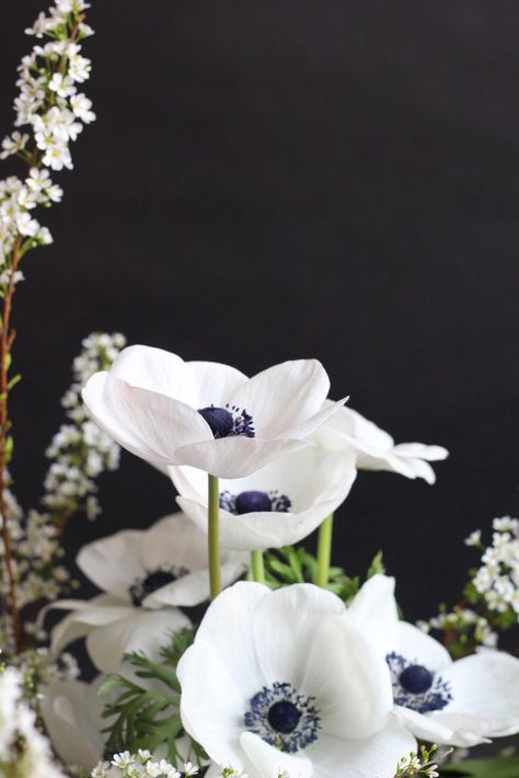 art work Flowers And Greenery, White Anemone, White Poppy, Anemone Flower, White Gardens, Deco Floral, Gardening Supplies, Beautiful Blooms, Ikebana