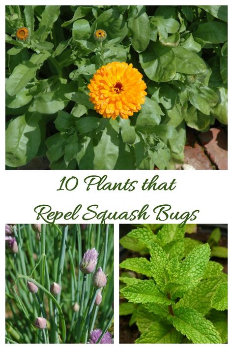 If you have a problem with squash bugs, plant these 10 companion plants Squash Plants How To Grow, Squash Companion Planting, Squash Companion Plants, How To Grow Squash, Georgia Garden, Suburban Garden, Slugs In Garden, Plants That Repel Bugs, Bug Infestation