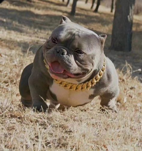 American Bully Classic, American Bully Pocket, Pitbull Dog Breed, Bully Dog, Pitbull Puppies, American Bully, Pitbull Dog, Cute Cats And Dogs, Cute Funny Animals