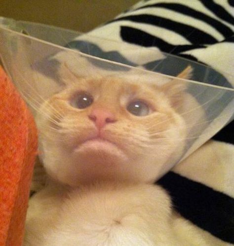 Holding Back Tears, Cone Of Shame, Cute Cat Gif, Silly Animals, Funny Animal Pictures, Crazy Cat Lady, Animal Memes, Cute Funny Animals, Bones Funny