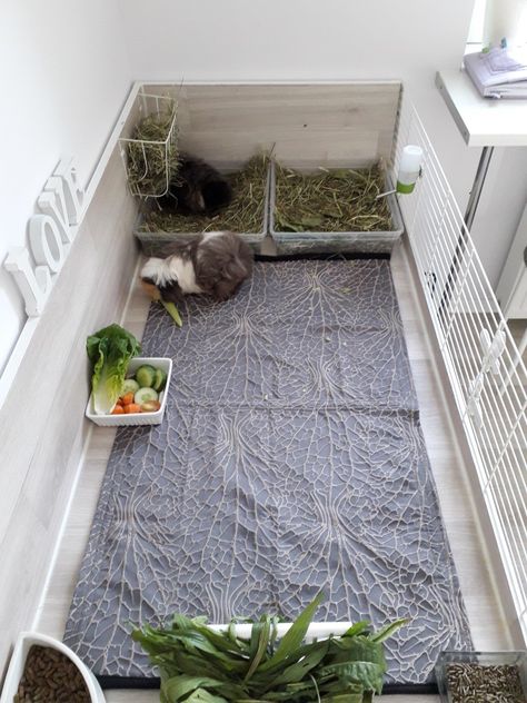 Bunny Set Up Indoor Cute, Diy Bunny Cage, Cavy Cage, Bunny Care Tips, Indoor Rabbit Cage, Bunny Hutch, Guinea Pig House, Bunny Room, Pet Bunny Rabbits