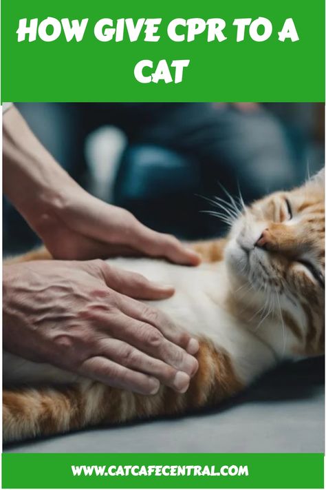 🐾 Don't panic in a pet emergency - master the art of cat CPR with our helpful guide! 🐈 #CPR101 #FelineFirstAid #CatHealth Cat Cpr, Senior Cat Care, Cat Nose, Cat Nutrition, Mother Cat, Kitten Care, Vet Clinics, Senior Cat, Animal Health