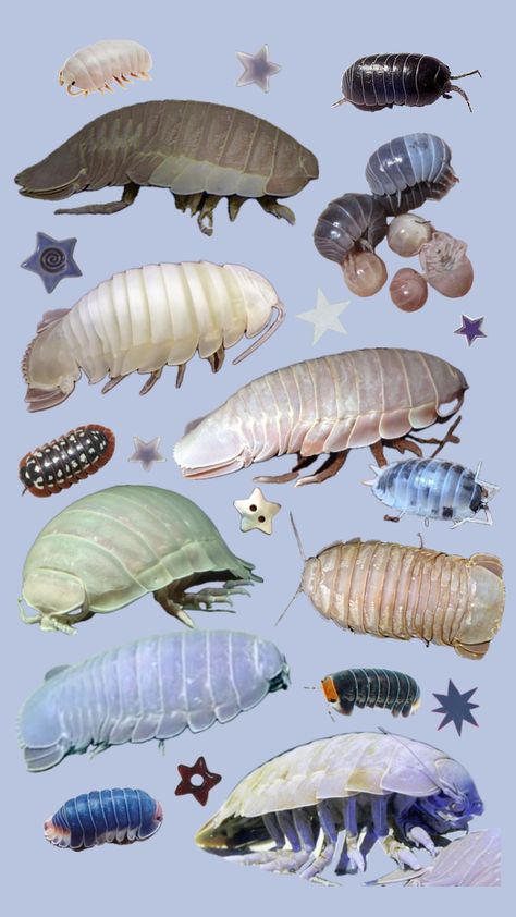 Isopods my beloved <3 #isopod#bugs#iospods#blue#wallpaper Bathynomus Giganteus, Giant Isopod, Pill Bug, Cool Insects, Baby Bug, Cool Bugs, Underwater Creatures, Beautiful Bugs, Halloween Wallpaper Iphone