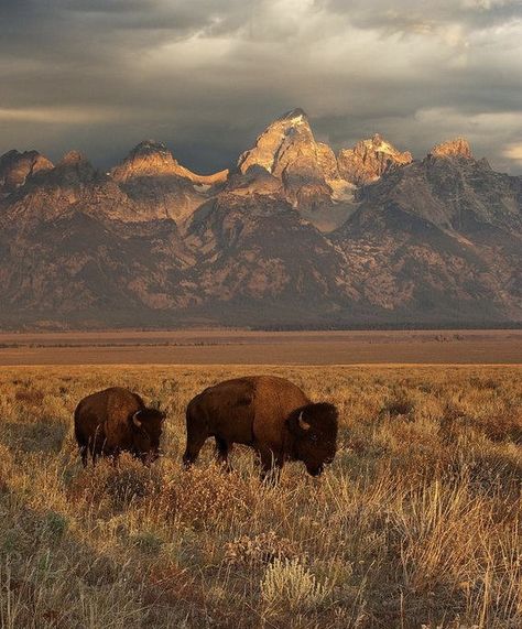 Buffalo Animal, Americana Aesthetic, Mountains Aesthetic, Seasons Change, Yellowstone National Park, Mountain Range, Wild West, Belle Photo, Wyoming