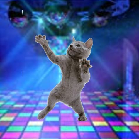 Kitty 😽 Cats Partying, Cat Meme Pfp, Group Chat Pfp, Cat Laughing, Rave Meme, Cat Memes Cute, Cat Mem, Rock Cat, Pfp Cat