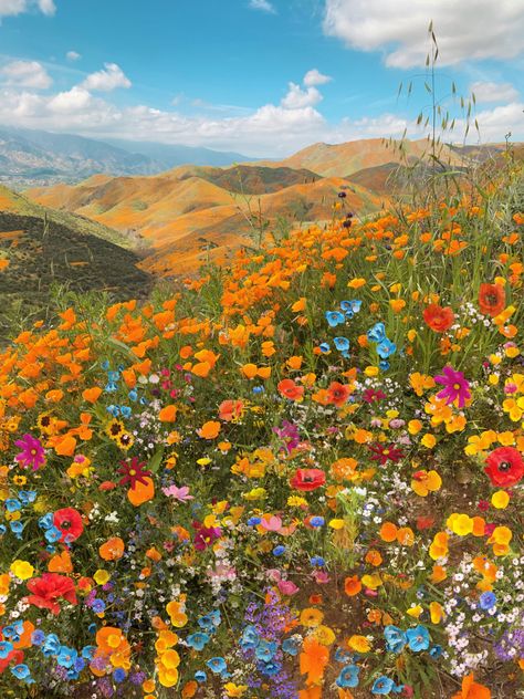 Pretty Background, Heather Flower, Wildflower Painting, California Wildflowers, Field Wallpaper, Wildflower Paintings, Wild Flower Meadow, Color Explosion, Hay Fever