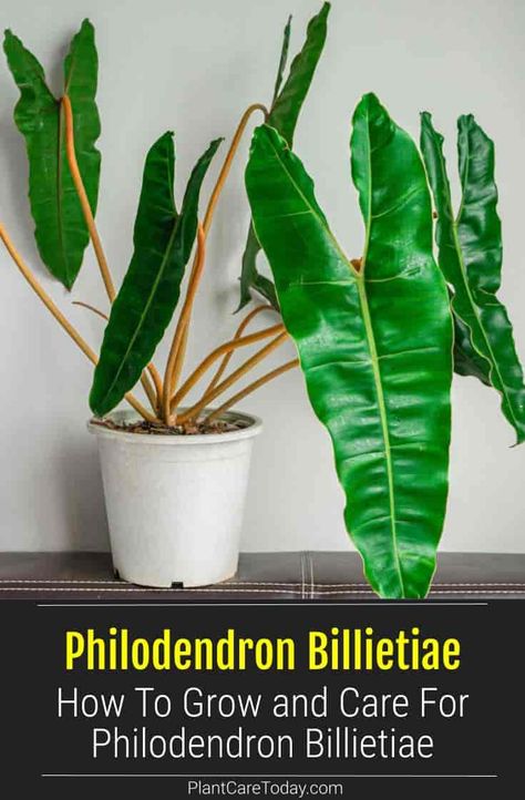 Philodendron Billietiae is an easy-to-grow perennial climber that makes excellent houseplants indoors and out. Learn how to grow and care for your Billie. Garden 101, Philodendron Billietiae, Houseplant Tips, Philodendron Care, Rainforest Plants, Houseplant Care, Orchid Bark, Philodendron Plant, Household Plants