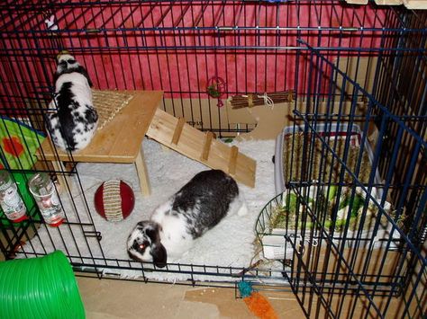 Rabbit Cage Out Of Dog Crate, Dog Crate Rabbit Cage Diy, Dog Crate Rabbit Cage, Diy Bunny Cage, Rabbit Hutch Plans, Diy Rabbit Cage, Rabbit Hutch Indoor, Diy Guinea Pig Cage, Winter Bunny