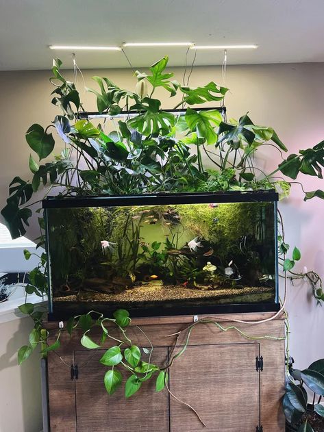 100l Fish Tank Ideas, Aquascape Goldfish Tank, Pathos Fish Tank, Fresh Water Tank Ideas, Cottagecore Fish Tank, Aquarium Fish Tank Ideas, Planted Fish Tank Ideas, Tropical Fish Tank Ideas, 20 Gallon Fish Tank Ideas