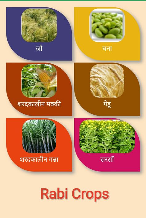 Rabi Crops Images, Crop Pictures, Atlas Map, Good Vocabulary Words, Good Vocabulary, Buddha Image, Crop Image, Charts For Kids, General Knowledge