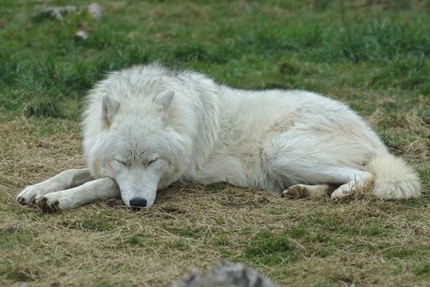 Wolf Lying Down, Wolf Laying Down, Composition Guide, Sleeping Wolf, Large Wolf, Wolf Poses, Wolf Clothing, Wolf Photography, Arctic Wolf