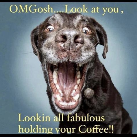 Funny Thursday Images, Kameron Marlowe, Coffee Funnies, Pet Sayings, Coffee Zone, Morning Smile, Disorder Quotes, Coffee Sayings, Coffee Jokes