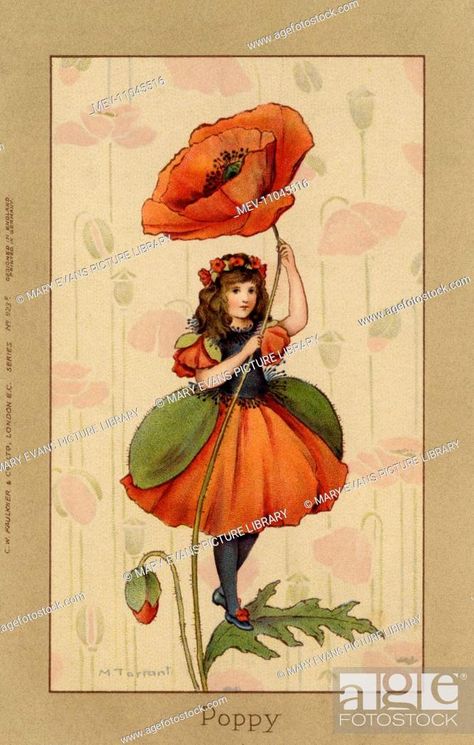 Edwardian children's postcard illustration of a poppy fairy, Stock Photo, Picture And Rights Managed Image. Pic. MEV-11045516 | agefotostock Poppy Fairy, Margaret Tarrant, Postcard Illustration, Flower Costume, Fairy Images, Fairy Festival, Vintage Fairies, Flower Fairies, Holiday Postcards