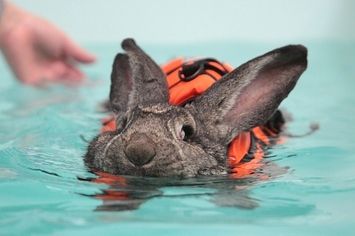 Happy Easter to all those celebrating! And to those who aren't, we hope you enjoy this picture of a #bunny wearing a #lifejacket all the same. Benny And Joon, Giant Rabbit, Rabbit Names, Go Swimming, Adorable Bunny, Cute Creatures, Cute Bunny, Beautiful Creatures, Animal Kingdom