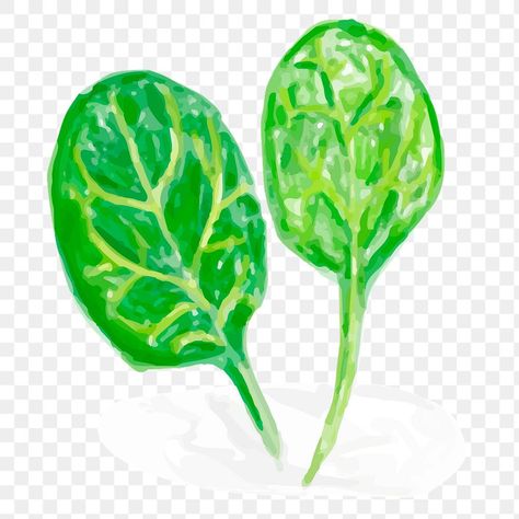 Spinach Drawing, Vegetables Aesthetic, Drawing Vegetables, Leaf Png, Png Aesthetic, Cute Drawing, Food Stall, Spinach Leaves, Spinach And Cheese