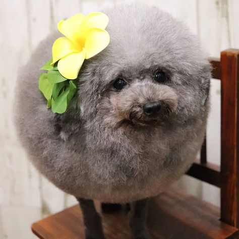 Good morning 🌝 From our new favourite IG @round.boys – the roundest animals on the web.  #regram @round.boys (This dog belongs to @yorikokoro) Mulch, Good Morning, I Love, Animals, On Instagram, Instagram