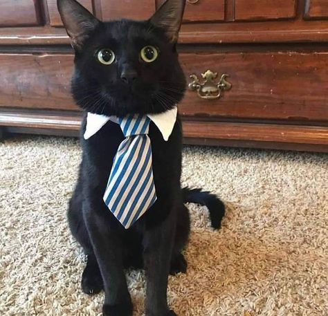 Cats With Jobs, 0.5 Cats, Cats In Suits, Cat In A Suit, Black Cat Breeds, Business Cat, Glume Harry Potter, Silly Cats Pictures, Cat Meme