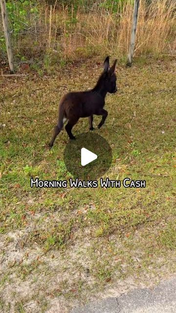 Walks With Baby, Simple Homestead, Good Morning Animals, Baby Donkey, Mini Donkey, Cute Donkey, Amazing Animal Pictures, Morning Walks, Baby Horses