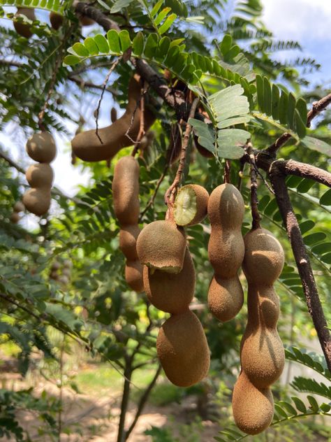 African Fruits, Vegetables List, Fruits And Vegetables List, Tamarind Tree, Tamarind Fruit, Fruit Tree Garden, Rose Flower Photos, Sunset Quotes Instagram, Buddha Artwork